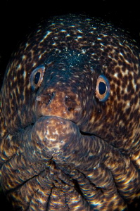 Spotted Moray by Paul Colley 